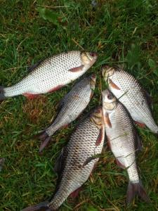 eine Gruppe von auf Gras Legenden Fischen in der Unterkunft A&G SODYBA CAMP žvejų kampelis in Plungė