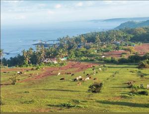 una manada de animales pastando en un campo de hierba en Tranquil home near vagator beach, en Anjuna