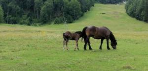 un caballo y un caballito pastando en un campo en Apartments Blažič, en Kranjska Gora