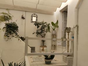une pièce avec des plantes en pot sur des étagères dans l'établissement La casa de loto, à Alcalá de los Gazules
