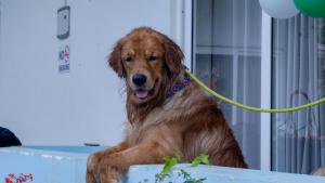 Billede fra billedgalleriet på Whiteflower Resort Morjim i Morjim