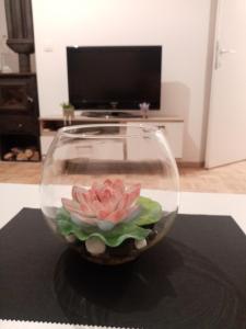 a glass bowl with a pink flower in it at Apartments Stela Rosa Ohrid in Ohrid +39 photos