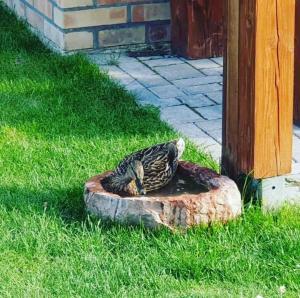 Ogród w obiekcie Botond haz