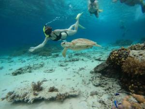 two people swimming over a coral reef with a turtle at Maringo cottage in Gili Trawangan