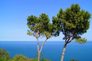 two trees with the ocean in the background at Sea View Sirolo di Amedeo in Sirolo