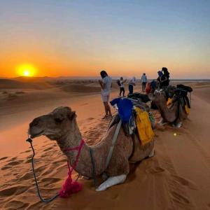 een kameel in de woestijn bij zonsondergang bij Unique sahara camp in Merzouga