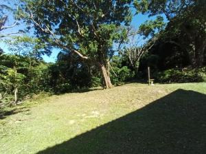a grassy field with a tree in the background at Penn Rest -Apartment in Pennington