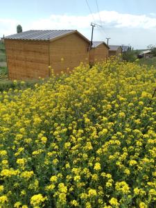 a field of yellow flowers in front of a building at Eco Aura in Vardenis