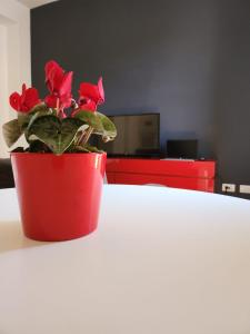 a red potted plant sitting on top of a table at SUITE VIA ROMA 107 in Sassari