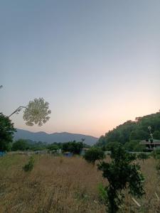 a tree in the middle of a field at Doğayla iç içe huzur dolu deneyim in Mugla