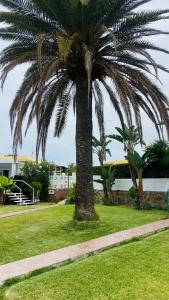 een palmboom in een park met een stoep bij Villa Siena, in the center of Playa del Ingles, close to CC Jumbo in Maspalomas