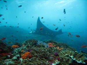 un gran tiburón nadando sobre un arrecife de coral en Baronda Guest House en Sorong