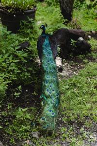 un pavo real está parado en la hierba en Hawaiian Sanctuary Eco Retreat Center, en Pahoa