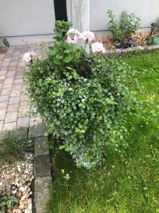 a green bush with pink flowers in a yard at Private space with 2 bedrooms in Huddinge