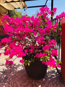 Gallery image of DEPARTAMENTO VILLA NEEK in San Cristóbal de Las Casas