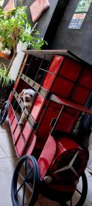 a dog is sitting in a red stroller at MINI HOTEL San Luis Potosí in San Luis Potosí