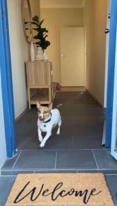 a dog standing in a hallway with a welcome mat at Banyan spacious three bedroom pet friendly property with air con in Nelson Bay