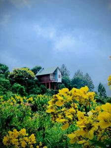 ein Feld gelber Blumen vor einem Haus in der Unterkunft La Seran Eco Resort in Bandarawela