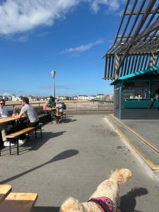 a dog sitting on a leash in front of a restaurant at Shelley Beach in Deal