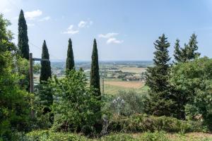 een groep cipressen op een heuvel bij Agriturismo La Grotta in San Giuliano Terme