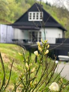 a bush with yellow flowers in front of a house at Chata Patykowo in Myślenice