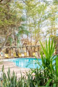 uma piscina com cadeiras amarelas e árvores em Nata Lodge em Nata