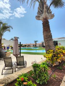 a resort with two chairs and a palm tree and a pool at Malibu Park Apartments Sol in Adeje