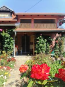 a garden with red flowers in front of a house at Apartman Mika in Soko Banja