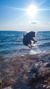 un chien qui roule dans l'eau sur la plage dans l'établissement Larah Land 4 Star Glamping Yala Lodge plus kids lodge, à Šimuni