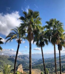 un grupo de palmeras en la cima de una montaña en Studio Squirrel en La Nucía