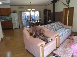 a large cat laying on a couch in a living room at BANRYU 萬龍 バンリュウ in Iida