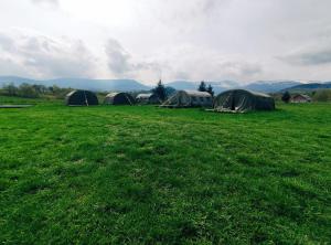 un groupe de tentes dans un champ d'herbe dans l'établissement Camp66, à Karpacz