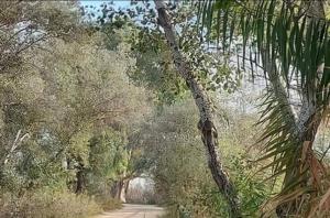 a painting of a dirt road with a palm tree at habitación doble a 100m paseo fluvial in Coria del Río +6 photos
