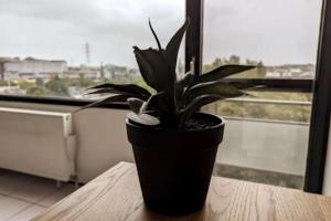 a potted plant sitting on a table in front of a window at Airport Access Apartment - Your Gateway to Comfort in Charleroi