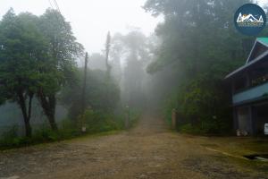 uma estrada nebulosa no meio de uma floresta em Taiga Homestay, Lepchajagat, Darjeeling em Darjeeling