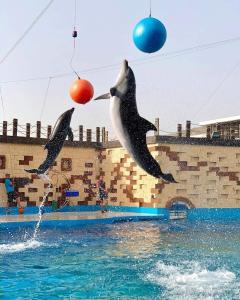 two dolphins playing with a ball in the water at Couzi Haus Marina in Agadir