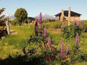 a bunch of purple flowers in a field with a house at Cabaña Las Lavandas in Trevelín
