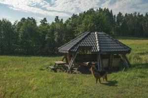 a dog standing next to a gazebo in a field at Agroturystyka Leśna Dolina in Sidory