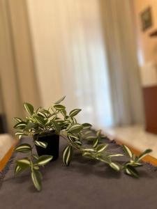 eine grüne Pflanze auf einem Tisch in der Unterkunft Apartment Alex in Athen