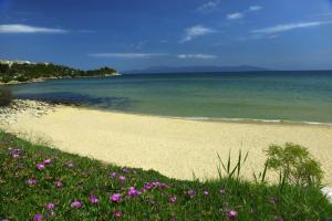 a beach with purple flowers and the ocean at Amalia in Paleo Tsifliki