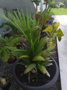 a group of plants in a pot in a garden at Citronnelles in Case-Pilote