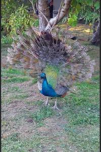 Monteverde Holiday Apartments في بوغا: طاووس يقف في العشب وذيله للخارج