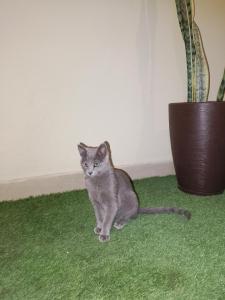 un gato gris sentado en la alfombra verde en Lolitas Alojamiento Quillacollo, en Cochabamba
