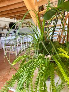 un montón de plantas verdes en una habitación en La Grange Neuve, en Plougonvelin