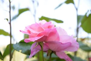 a pink rose in front of some green leaves at Amalia in Paleo Tsifliki
