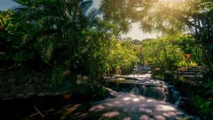 a waterfall in the middle of a forest with palm trees at Tabacón Thermal Resort & Spa in Fortuna