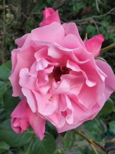 a close up of a pink rose at La Villa Joséphine in Écully +5 photos