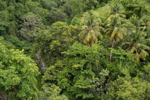 einen Luftblick auf einen Wald mit Palmen in der Unterkunft Villa Aura 15-25mins from Airport & Attractions in Laborie