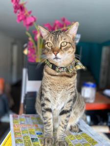 Eine Katze mit einer Fliege, die auf einem Tisch sitzt. in der Unterkunft 82Hostel in Bogotá