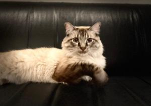 ミラノにあるホテル パラディソの猫が革張りのソファに座っている